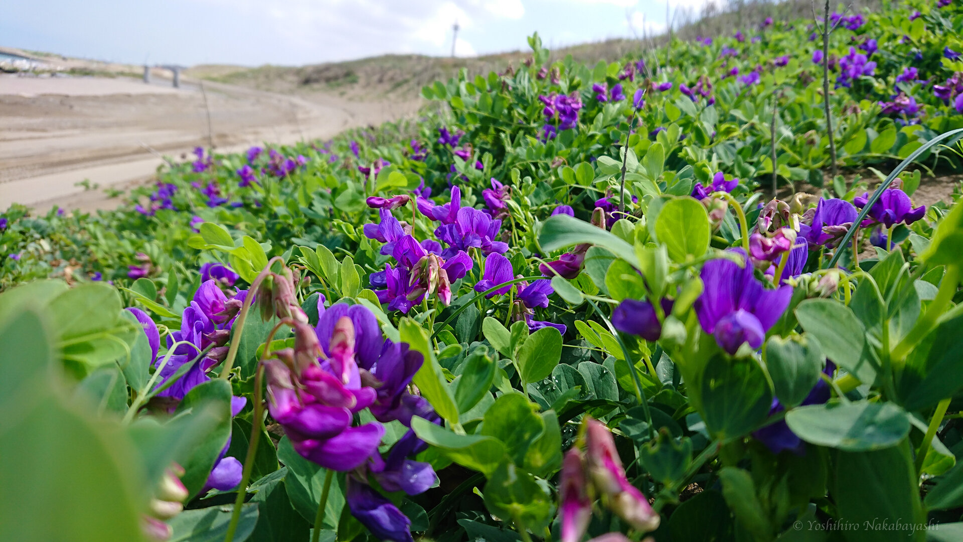 海浜植物 ハマエンドウ 地球の片隅で