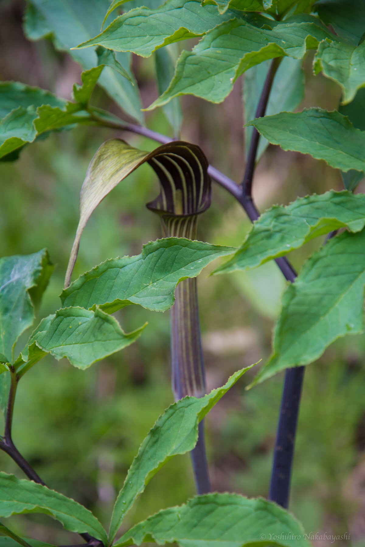 ５月上旬 マムシグサの花色いろいろ 地球の片隅で