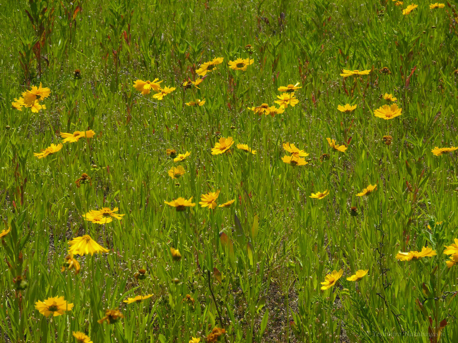 黄色いコスモスみたいな花 地球の片隅で
