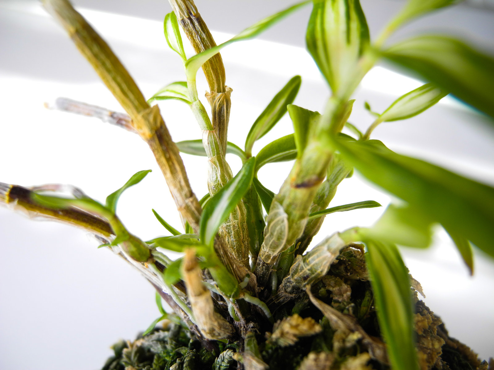 野生ラン セッコクの新芽 地球の片隅で