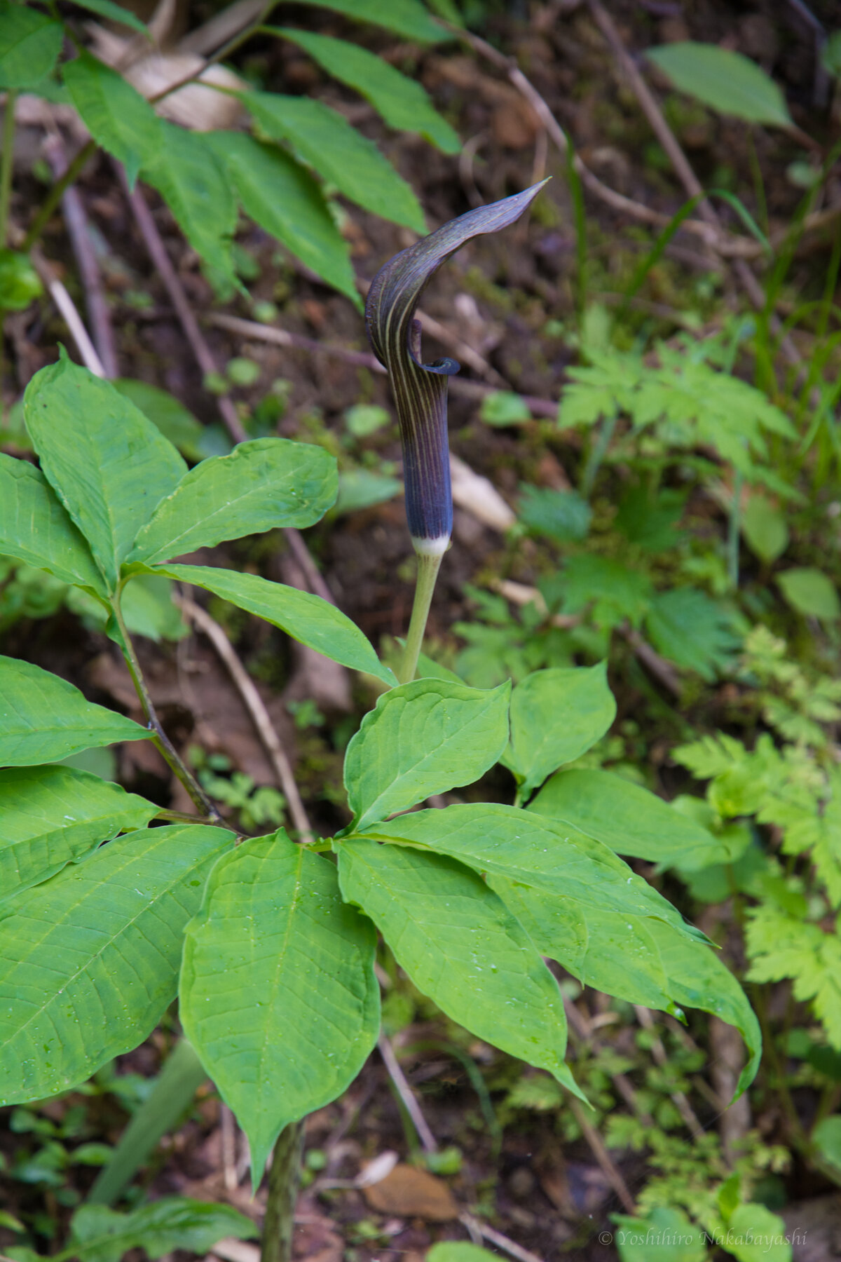 ５月上旬 マムシグサの花色いろいろ 地球の片隅で