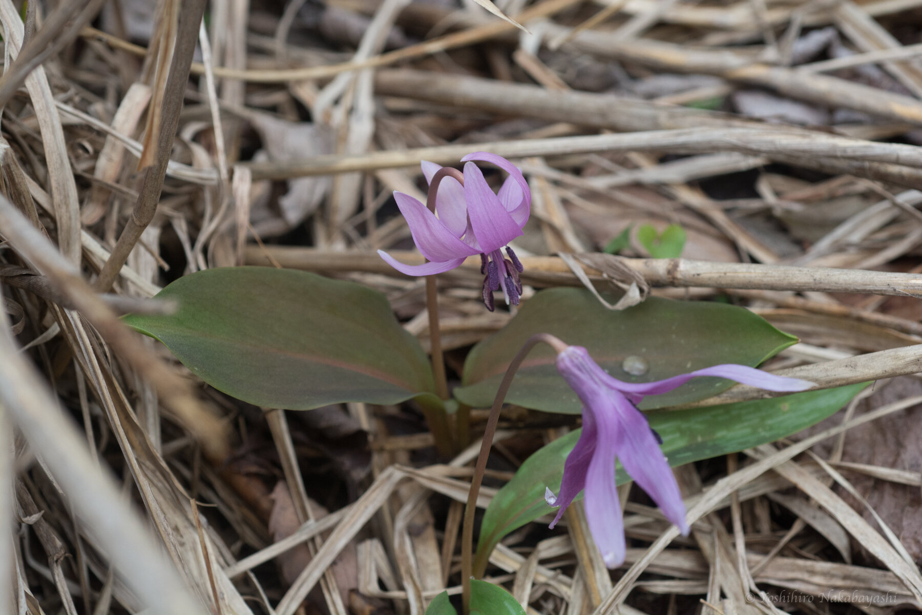 4/5 白花カタクリ : 地球の片隅で