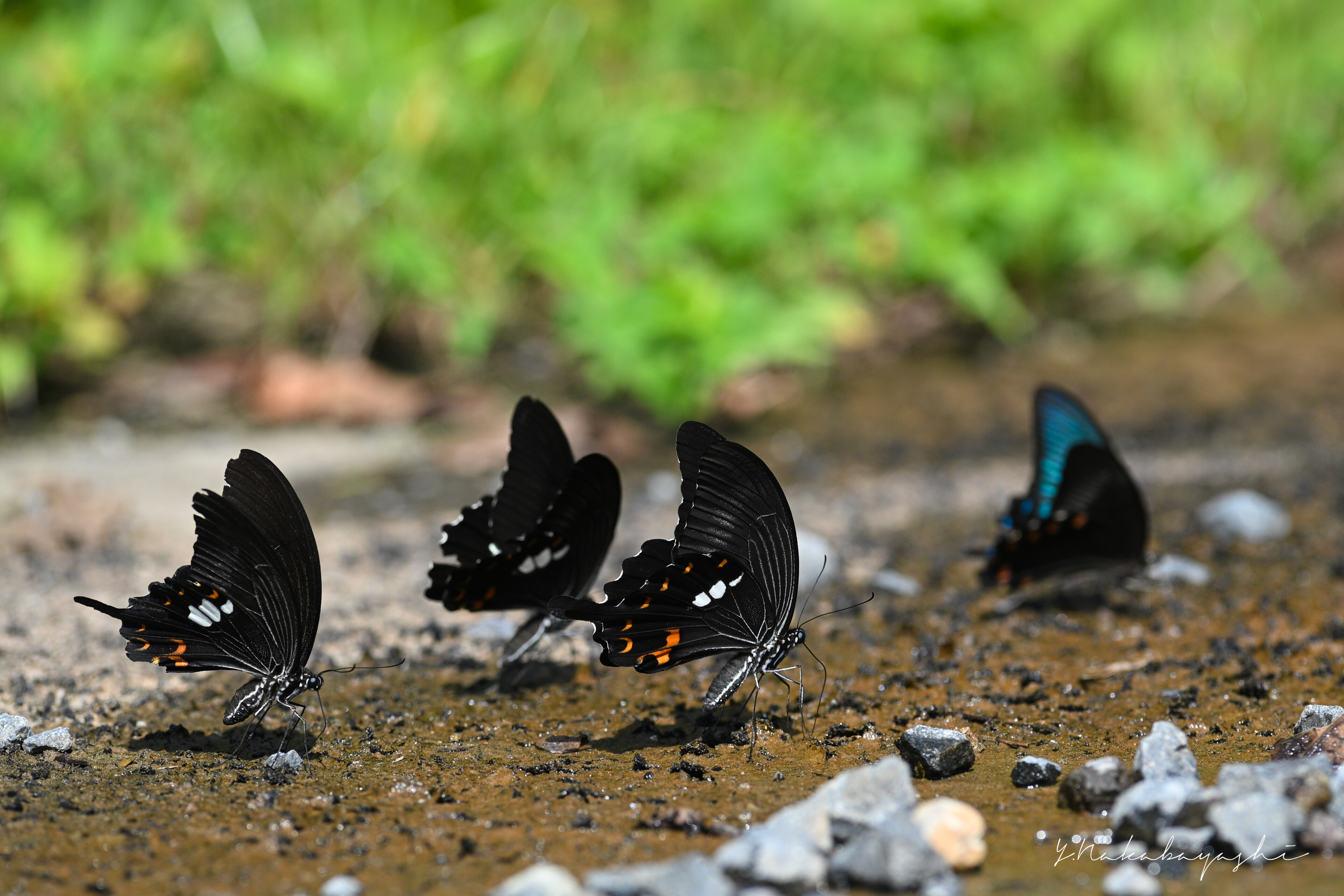 モンキアゲハとカラスアゲハ : 地球の片隅で