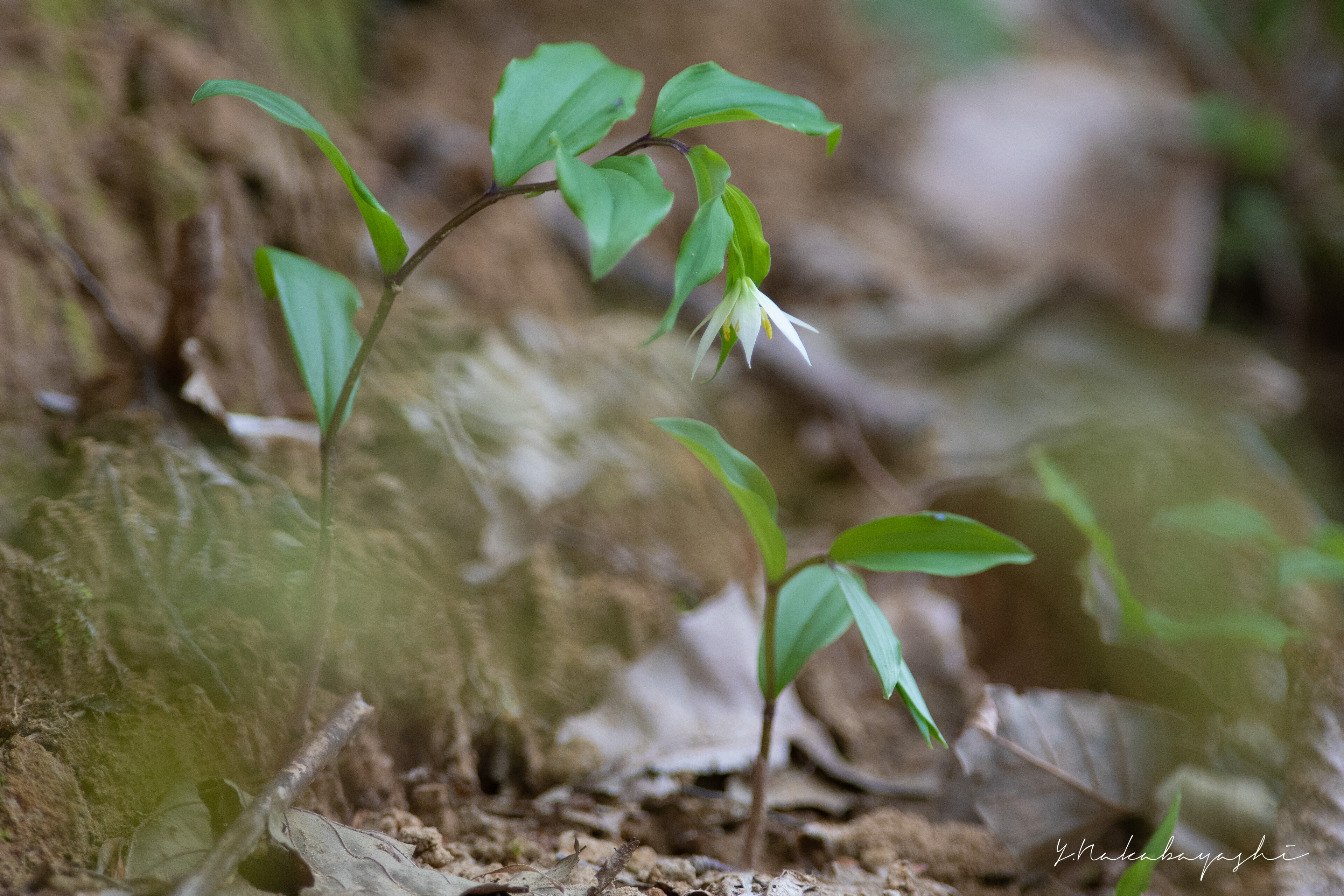 春蘭が咲く里山 : 地球の片隅で
