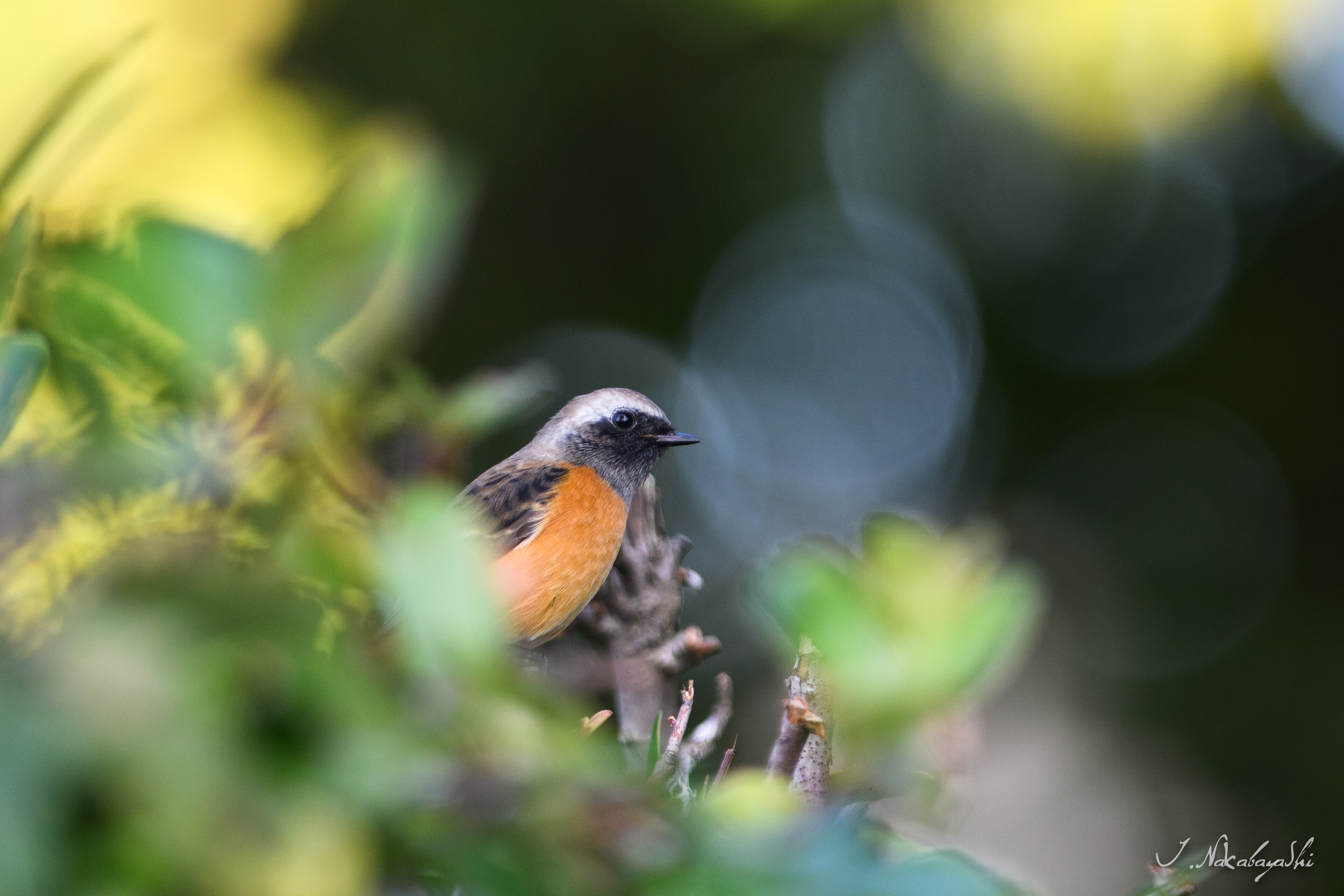 秋の公園で野鳥観察 : 地球の片隅で