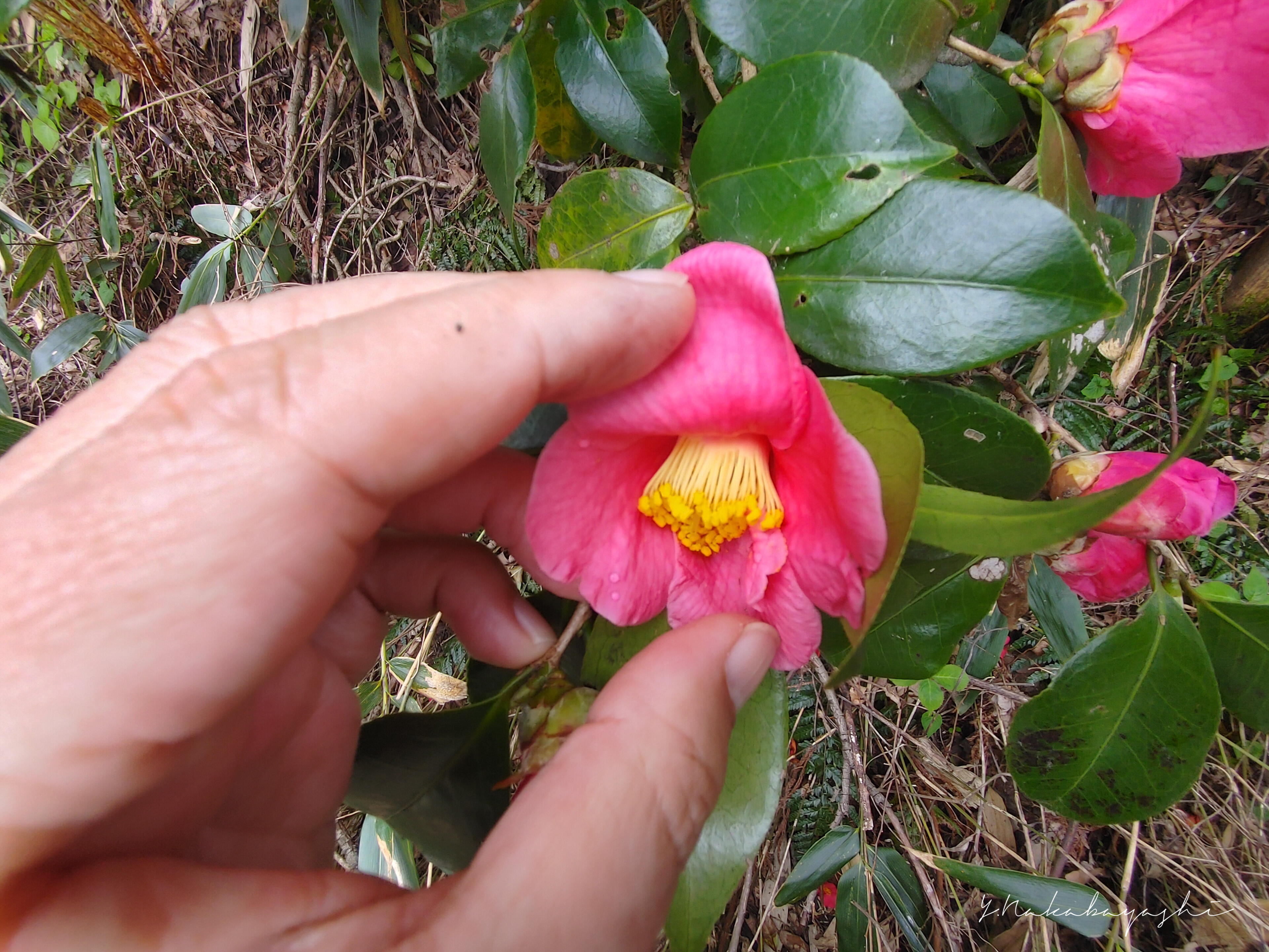 春蘭が咲く里山 : 地球の片隅で