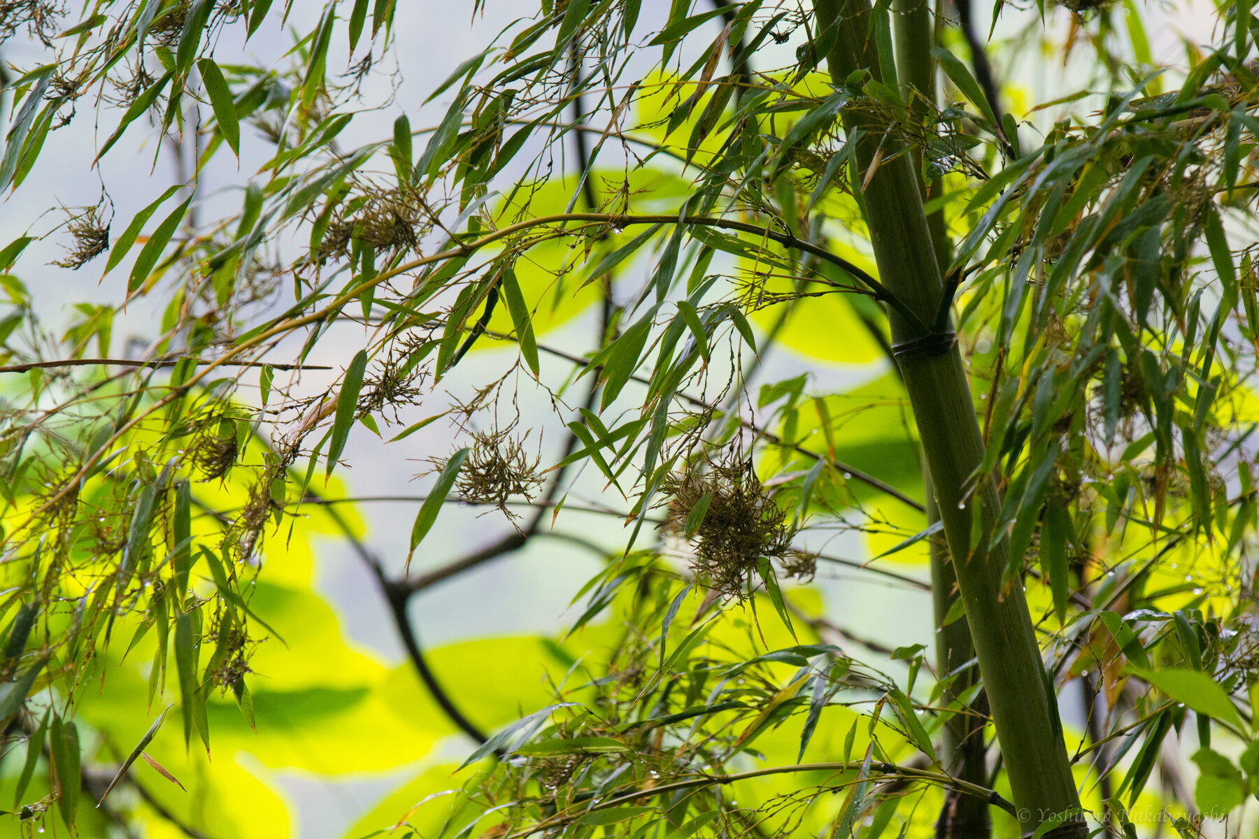 竹の花 60-100年に一度 : 地球の片隅で