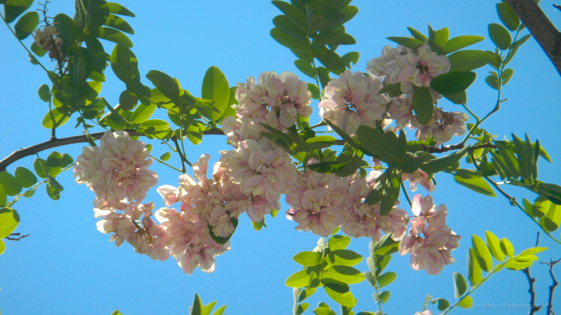 アカシアの花がピンク 地球の片隅で