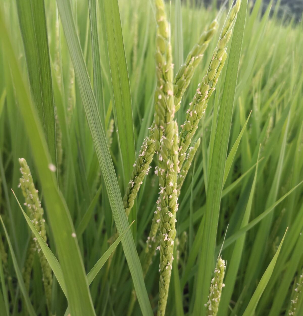 稲の花 : よつは・らいたのひとり言3