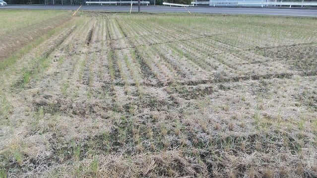 秋耕前に石灰窒素撒布 よつは らいたのひとり言3 秋耕前に石灰窒素撒布 よつは らいたのひとり言3