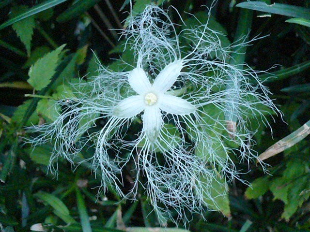 夜咲く花 よつは らいたのひとり言３
