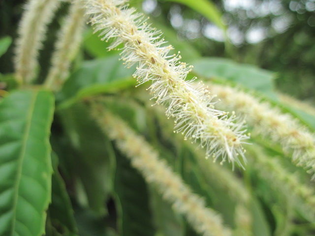 栗の花 : よつは・らいたのひとり言3