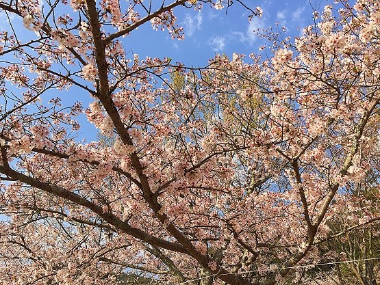 関西で桜がきれいな穴場キャンプ場 夜桜がライトアップされていてとてもきれい kutikomi 関西で桜がきれいな穴場キャンプ場 夜桜がライトアップされていてとてもきれい kutikomi