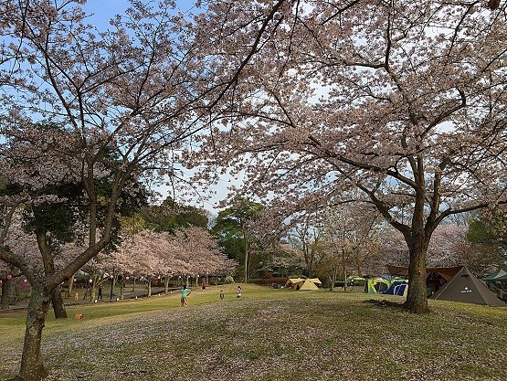 関西で桜がきれいな穴場キャンプ場 夜桜がライトアップされていてとてもきれい kutikomi 関西で桜がきれいな穴場キャンプ場 夜桜がライトアップされていてとてもきれい kutikomi