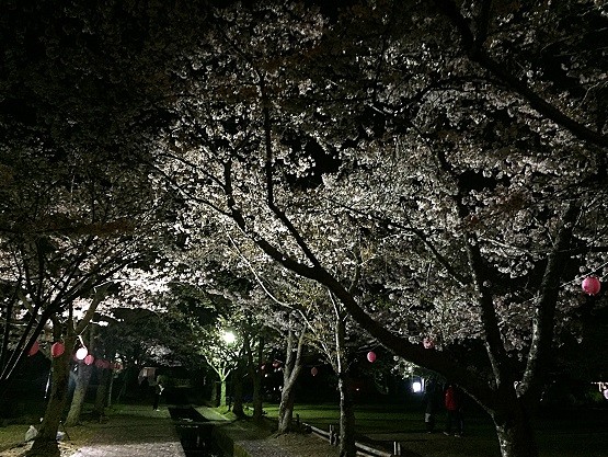 関西で桜がきれいな穴場キャンプ場 夜桜がライトアップされていてとてもきれい kutikomi 関西で桜がきれいな穴場キャンプ場 夜桜がライトアップされていてとてもきれい kutikomi