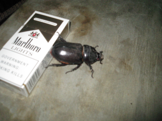 フィリピンのカブトムシ I Love Philippine