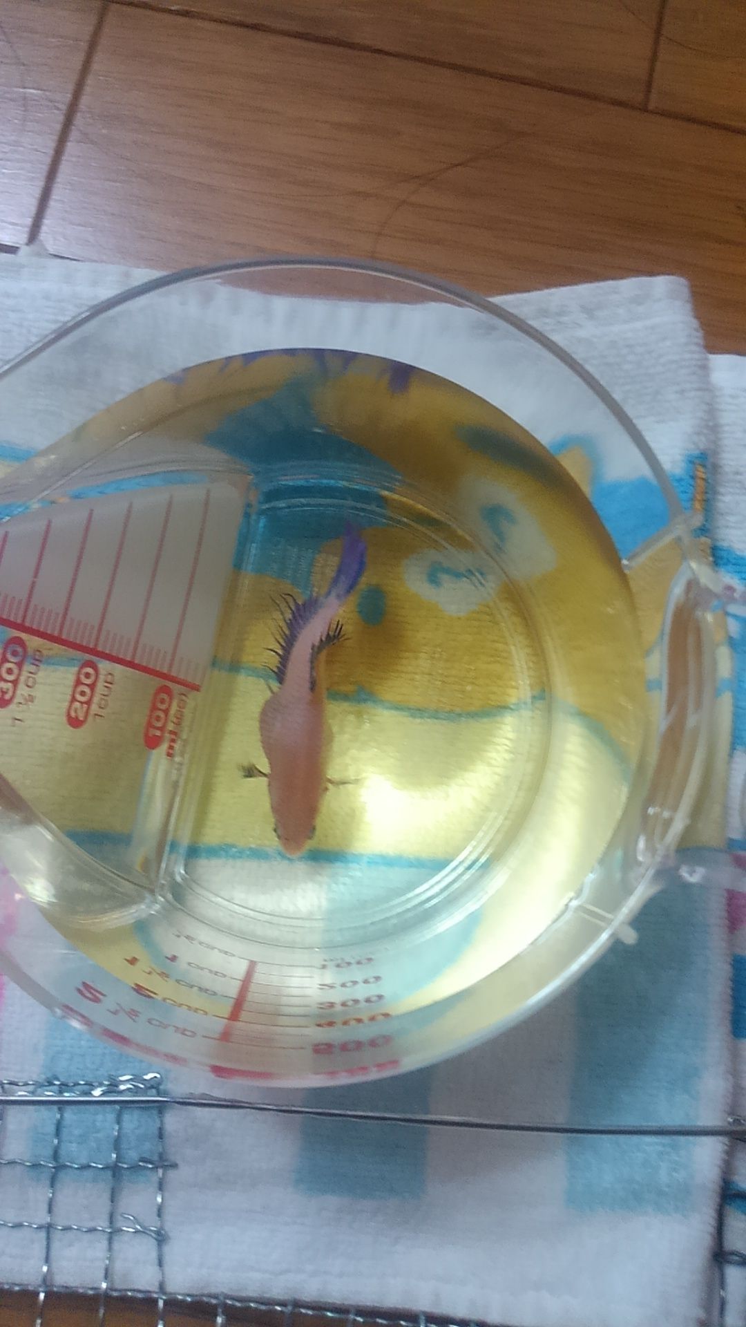 ゆうピンの水槽日記 腹水病