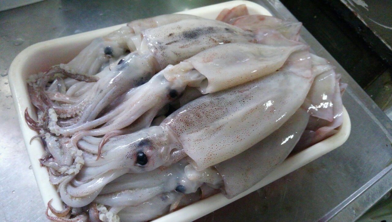 若狭湾イカ釣行記 船スルメイカ 奮闘記