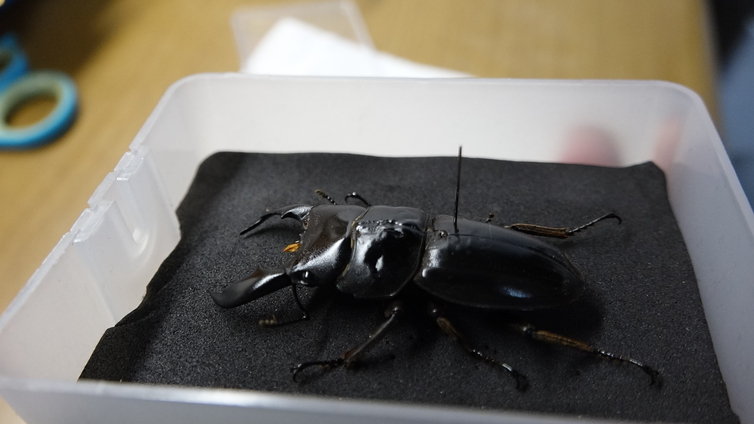 クワガタ100均ブリード企画 終章 100均グッズでクワガタの昆虫標本を作る 奮闘記 クワガタ100均ブリード企画 終章 100均グッズでクワガタの昆虫標本を作る 奮闘記