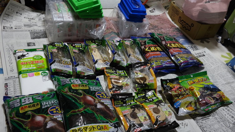 100均の飼育セットで外国産クワガタのブリードにチャレンジ 奮闘記 100均の飼育セットで外国産クワガタのブリードにチャレンジ 奮闘記