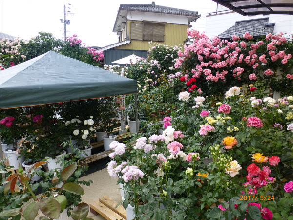 バラ庭 y宅訪問 岡崎 一病息災 日本酒が旨い バラ庭 y宅訪問 岡崎 一病息災 日本酒が旨い