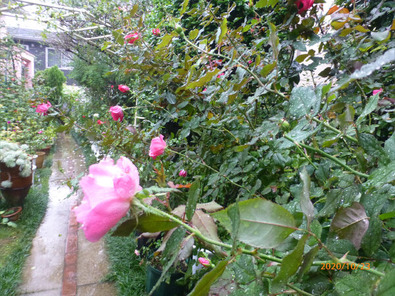 一病息災 日本酒が旨い バラ