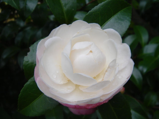 サザンカ 朝倉 一病息災 日本酒が旨い