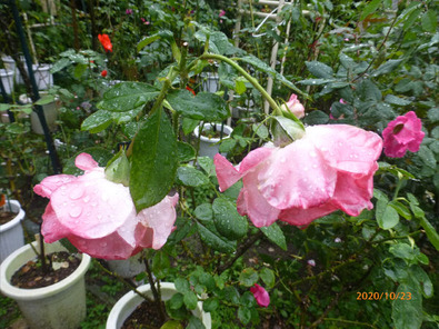 一病息災 日本酒が旨い バラ