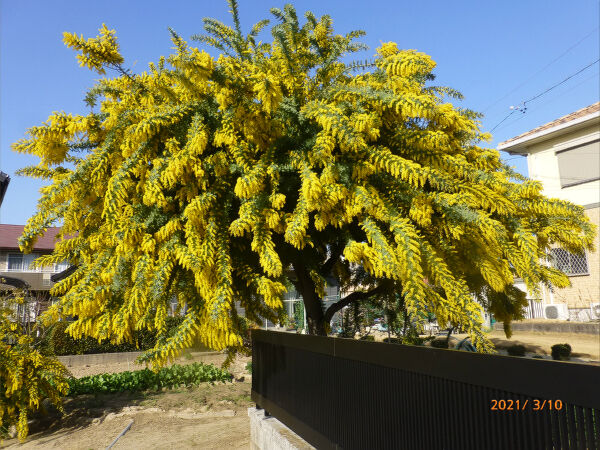 ミモザの花 21 一病息災 日本酒が旨い ミモザの花 21 一病息災 日本酒が旨い