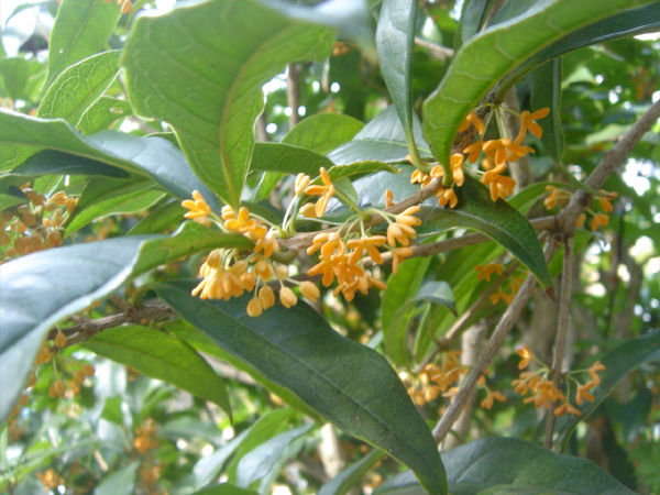 金木犀と水引 一病息災 日本酒が旨い