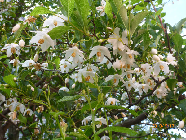 エゴノキの花 一病息災 日本酒が旨い エゴノキの花 一病息災 日本酒が旨い
