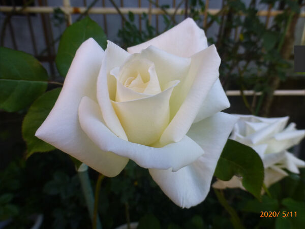 今日のバラ ５ １１ 一病息災 日本酒が旨い