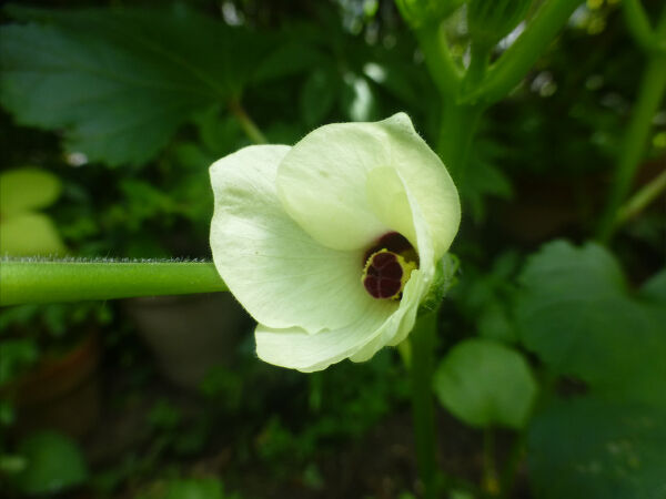 オクラの花 一病息災 日本酒が旨い