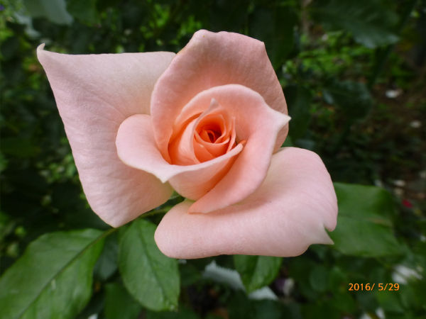 バラ ｾﾝﾁﾒﾝﾀﾙとｽﾍﾟｸﾄﾗ 一病息災 日本酒が旨い