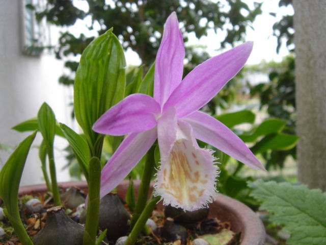 大輪朱鷺草 一病息災 日本酒が旨い