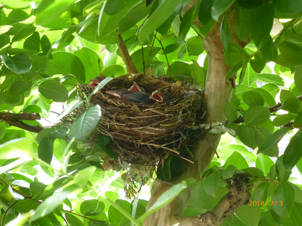 ヒヨドリのヒナ 一病息災 日本酒が旨い