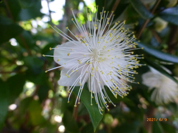 ギンバイカの花 一病息災 日本酒が旨い