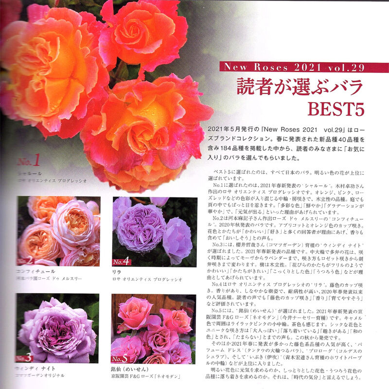 New Roses 2022 vol30 : 八十翁のつぶやき