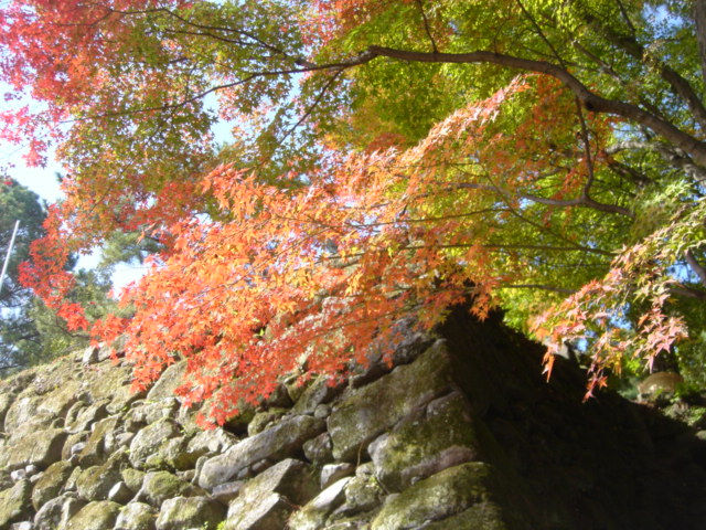 岡崎公園の紅葉 一病息災 日本酒が旨い