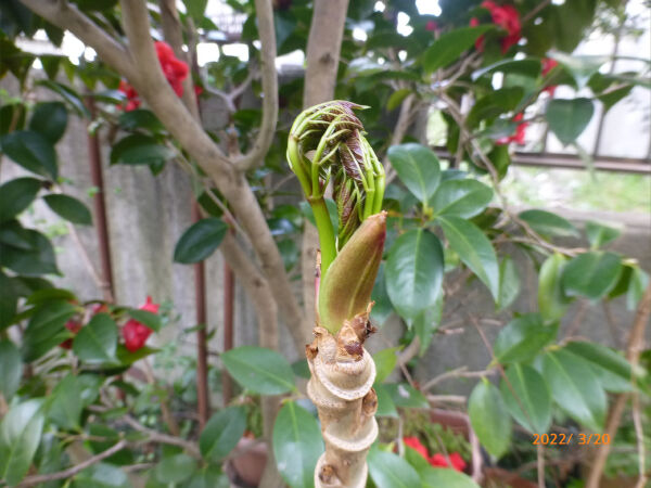 タラの芽 伸びる22 一病息災 日本酒が旨い
