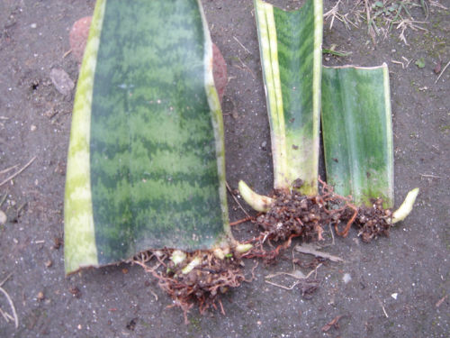 サンスベリア 一病息災 日本酒が旨い