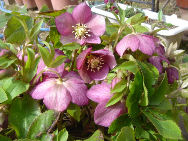 茶花 ｸﾘｽﾏｽﾛｰｽﾞ 一病息災 日本酒が旨い