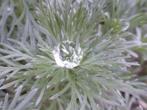 朝のダイヤモンド 一病息災 日本酒が旨い