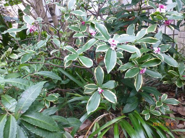 斑入り沈丁花 開花 一病息災 日本酒が旨い