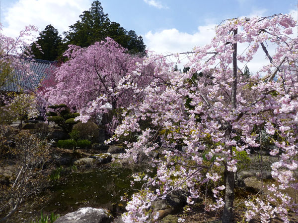 光前寺のしだれ桜 駒ケ根 一病息災 日本酒が旨い 光前寺のしだれ桜 駒ケ根 一病息災 日本酒が旨い