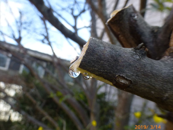 木の枝からしずく 一病息災 日本酒が旨い 木の枝からしずく 一病息災 日本酒が旨い