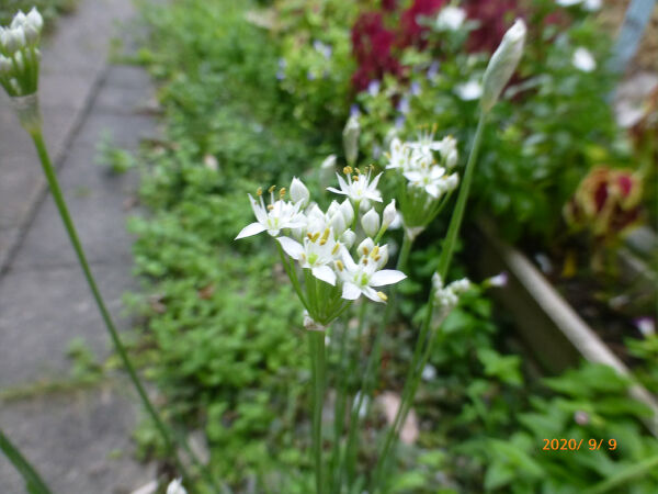 ニラの花 一病息災 日本酒が旨い