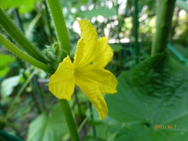 キュウリ苗 成長 一病息災 日本酒が旨い