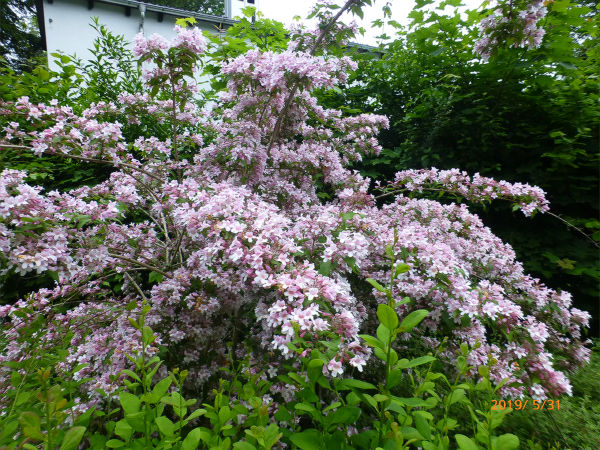 ドイツ旅行 アウクスブルク観光 一病息災 日本酒が旨い