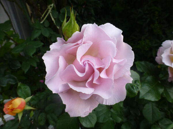 今日のバラ 5 13 一病息災 日本酒が旨い